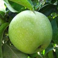 Саджанець Яблуня Ренет Симиренка